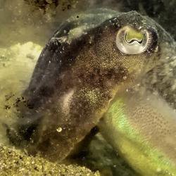 Cuttlefish eat less for lunch when they know there’ll be shrimp for dinner