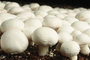 پاکسازی با قارچ‌ها