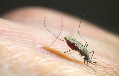 Why Mosquitoes Find Your Warm Blood So Appealing