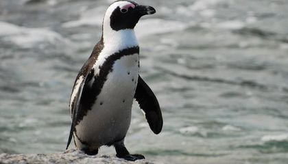 Jackass Penguin Calls Follow Similar Rules to Human Speech