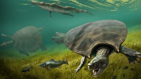 Battle-scarred fossils suggest giant turtles fought each other—and crocodiles three times their size