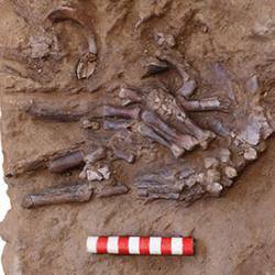 Shanidar Z: what did Neanderthals do with their dead?