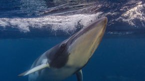 Minke whales are struggling to communicate over the din of ocean noise