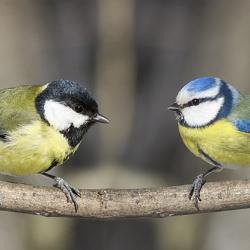 Watching TV helps birds make better food choices