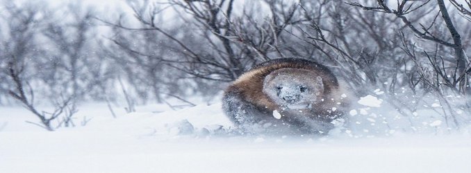 Why Wolverines Are the Arctic Animal We Love to Hate