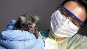 NIH hosts nonhuman primate workshop amidst increased scrutiny of monkey research