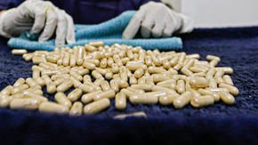 Indian scientists decry ‘infuriating’ scheme to study benefits of cow dung, urine, and milk