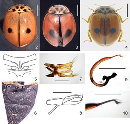 کشف گونه جدیدی از کفشدوزک‌ در یزد