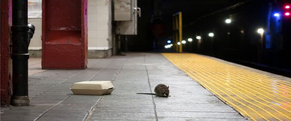 Rats are New Yorkers, too! Genome study reveals how rodents conquered the Big Apple