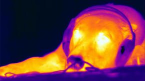 New sense discovered in dog noses: The ability to detect heat