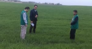 بازدید پژوهشگر بخش تحقیقات زراعی باغی مرکز تحقیقات و آموزش گلستان از مزارع گندم طرح انتقال یافته های تحقیقاتی علی آباد