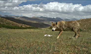 Himalayan wolf discovered to be a unique wolf adapted to harsh high altitude life