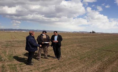 بازدید مزارع غلات و پروژه تحقیقی- ترویجی گندم شهرستان نمین با حضور محققان ایستگاه تحقیقات کشاورزی و منابع طبیعی اردبیل