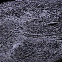 Half billion-year-old 'social network' observed in early animals