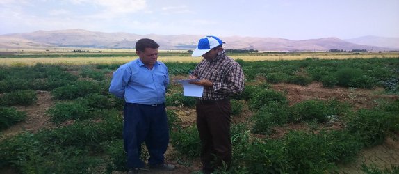 ارزیابی فنی و اقتصادی سامانه های آبیاری قطره ای تحت مدیریت زارعین