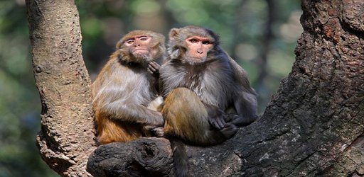 How monkeys, mice and ferrets are helping scientists to fight coronavirus