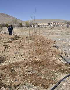 کاشت ۲۵۰ اصله نهال به مناسبت روز درختکاری در دانشگاه شهرکرد