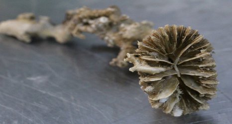 Coral fossils reveal how changing wind patterns affect ocean circulation and CO2