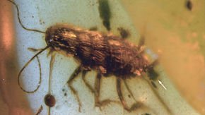 Ancient amber contains a cockroach—and a surprise