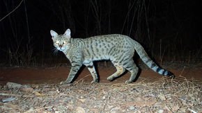 Madagascar’s mysterious, lemur-eating cats started as ship stowaways