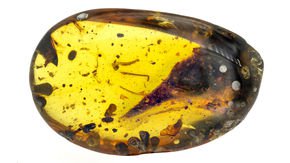 Head of tiny dinosaur found trapped in amber