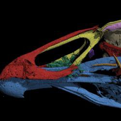‘Wonderchicken’ fossil from the age of dinosaurs reveals origin of modern birds
