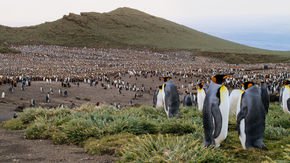 Why did nearly a million king penguins vanish without a trace?