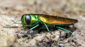 Scientists plant ‘sentinel trees’ to warn of devastating pests