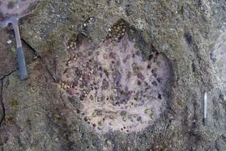 One dinosaur footprint is worth a thousand words