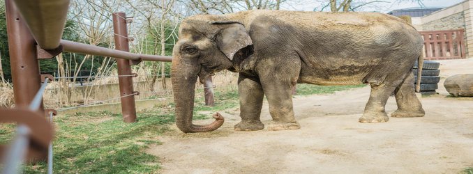 National Zoo Mourns Death of Asian Elephant
