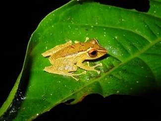 Frog skin secretions offer the first ray of hope in a deadly fungal epidemic