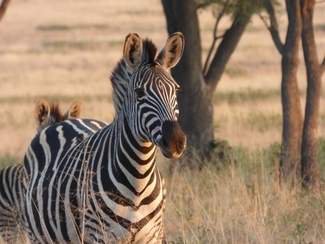 Impalas are the wimps of the animal kingdom and other species know it