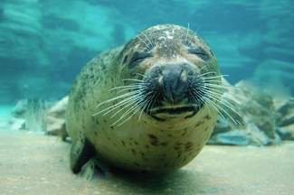 Otters are too small, whales are too big, and seals are just right