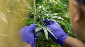 After 4-year delay, DEA will review dozens of requests to grow marijuana for research