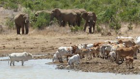 Rootin’, poopin’ African elephants help keep soil fertile