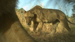 National parks are no safe haven for West African lions