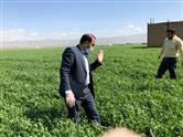 عملیات پایش و رصد بیماری های غلات در مزارع بذری استان آغاز شد