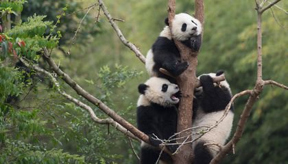 The Science Behind the Unbearably Cute IMAX Movie "Pandas"