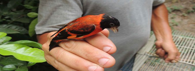 Heavily Trafficked Songbirds a Victim of Venezuelan Collapse