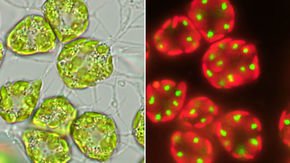 New genetic tools promise to unlock secrets of microscopic marine life