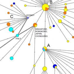 COVID-19: genetic network analysis provides ‘snapshot’ of pandemic origins