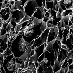 3D printed corals could improve bioenergy and help coral reefs