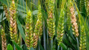 How a gene from a grass-living fungus could save wheat crops worldwide