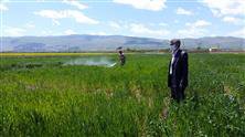 عملیات سمپاشی مزارع پرورشی تولید بذر ایستگاه تحقیقات چند منظوره سراب چنگایی علیه بیماری های برگی انجام شد