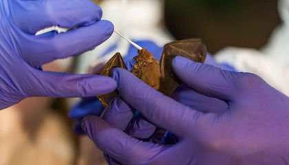 Smithsonian Scientists Discover Six New Coronaviruses in Bats in Myanmar