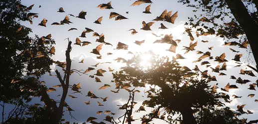 Bats are a key source of human viruses — but they’re not special