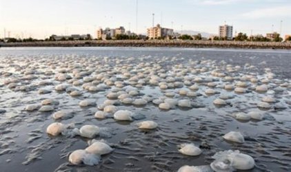 پایش آب های ساحلی هرمزگان با همکاری ژاپنی ها