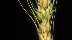Controversial ‘gene drive’ could disarm deadly wheat pathogen