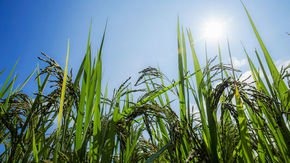 Rice genetically engineered to resist heat waves can also produce up to 20% more grain