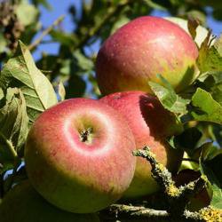 Opinion: Local food solutions during the coronavirus crisis could have lasting benefits